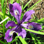 Oregon iris (Iris tenax)