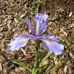 Oregon iris (Iris tenax)