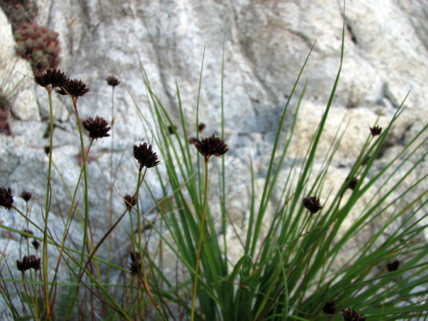 Daggerleaf rush (Juncus ensifolius)