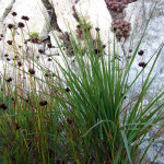 Dagger-leaf rush (Juncus ensifolius)
