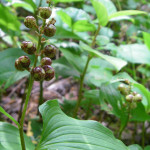 False lily-of-the-valley (Maianthemum dilatatum)