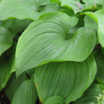 False lily-of-the-valley (Maianthemum dilatatum)