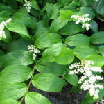 False Solomon (Maianthemum racemosum)