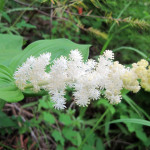 False Solomon (Maianthemum racemosum)