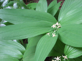 Star-flowered Solomon's seal (Maianthemum stellatum)