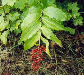 False Solomon (Maianthemum racemosum)