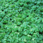 Oregon oxalis (Oxalis oregana)
