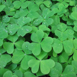 Oregon oxalis (Oxalis oregana)