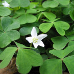 Oregon oxalis (Oxalis oregana)