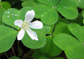 Oregon oxalis (Oxalis oregana)