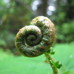 Sword fern (Polystichum munitum)