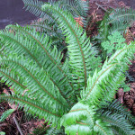 Sword fern (Polystichum munitum)
