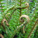 Sword fern (Polystichum munitum)