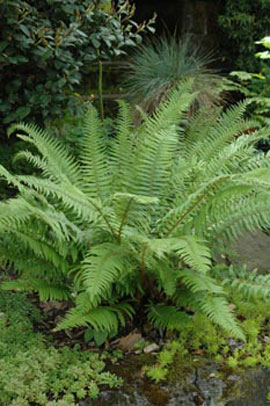 Sword fern (Polystichum munitum)
