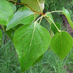 Black cottonwood (Populus trichocarpa)
