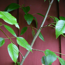 Black Cottonwood (Populus trichocarpa)