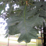 Oregon white oak (Quercus garryana)
