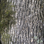 Oregon white oak (Quercus garryana)