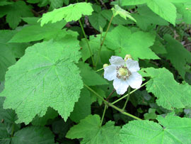 Thimbleberry (Rubus parviflorus)