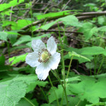 Thimbleberry (Rubus parviflorus)