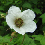 Thimbleberry (Rubus parviflorus)