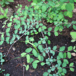 Snowberry (Symphoricarpos albus)