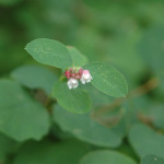 Snowberry (Symphoricarpos albus)