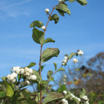 Snowberry (Symphoricarpos albus)