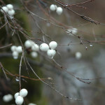 Snowberry (Symphoricarpos albus)