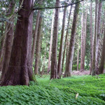 Western redcedar (Thuja plicata)