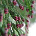 Western redcedar (Thuja plicata)