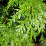 Western redcedar (Thuja plicata)