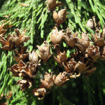 Western redcedar (Thuja plicata)