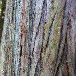 Western redcedar (Thuja plicata)