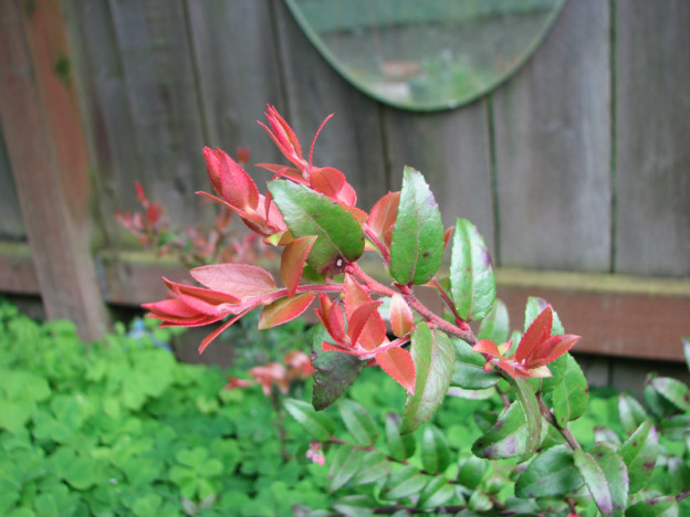 Evergreen huckleberry (Vaccinium ovatum)