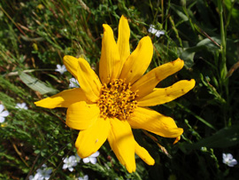 Narrow-leaved mules ear (Wyethia angustifolia)