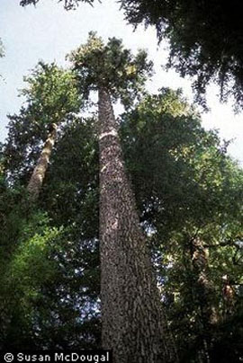 Noble fir (Abies procera)