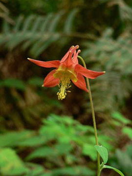 Red columbine (Aquilegia formosa)