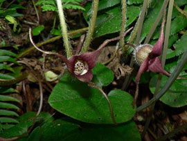 Wild ginger (Asarum caudatum)