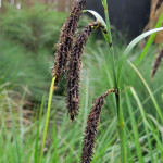 Slough sedge (Carex obnupta)