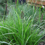 Slough sedge (Carex obnupta)
