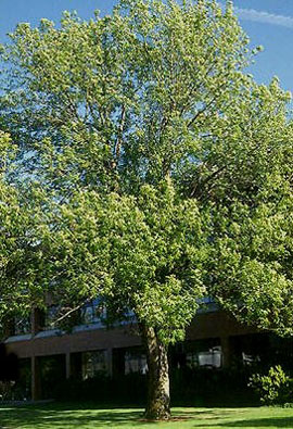 Oregon ash (Fraxinus latifolia)