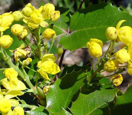 Tall Oregon grape (Mahonia aquifolium)