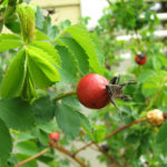 Nootka Rose (Rosa nutkana)