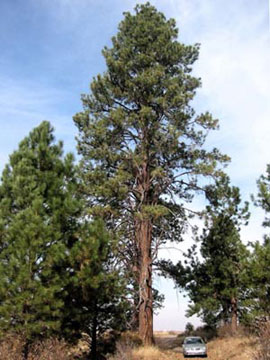 W.V. Ponderosa pine (Pinus ponderosa)