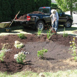 planting in the new rain garden