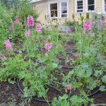 Cusicks checkermallow (Sidalcea cusickii)