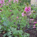 Cusicks checkermallow (Sidalcea cusickii)