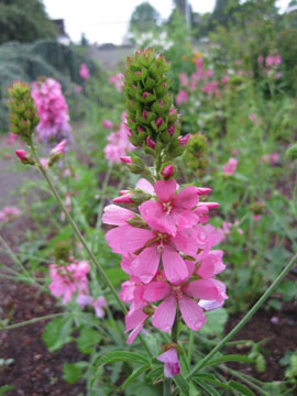 Cusick's checkermallow (Sidalcea cusickii)