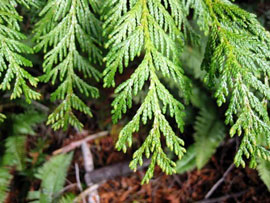 Western redcedar (Thuja plicata)